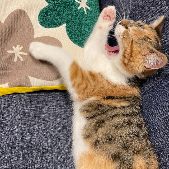 アルパカが あらわれた イカ耳で戦闘態勢の子猫に悶絶 思わず 両方ぬいぐるみですよね まいどなニュース