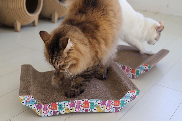 22日は石井家猫の日、新しい爪とぎを買ってもらって楽しむ