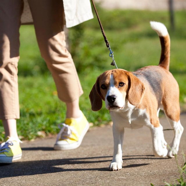 毎日散歩に行けない 犬が3割弱 1回あたりの散歩時間も 30分未満 が6割超 まいどなニュース