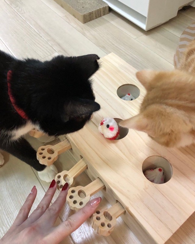 母猫に育児放棄された赤ちゃん猫 最初は先住猫にシャーッと威嚇するも 超甘えん坊さんに成長 まいどなニュース