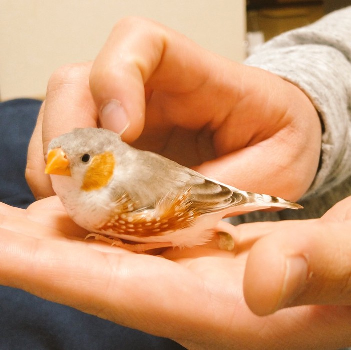 小鳥のほっぺをマッサージすると うっとり顔に この世のものと思えないかわいさ と160万人が癒された まいどなニュース