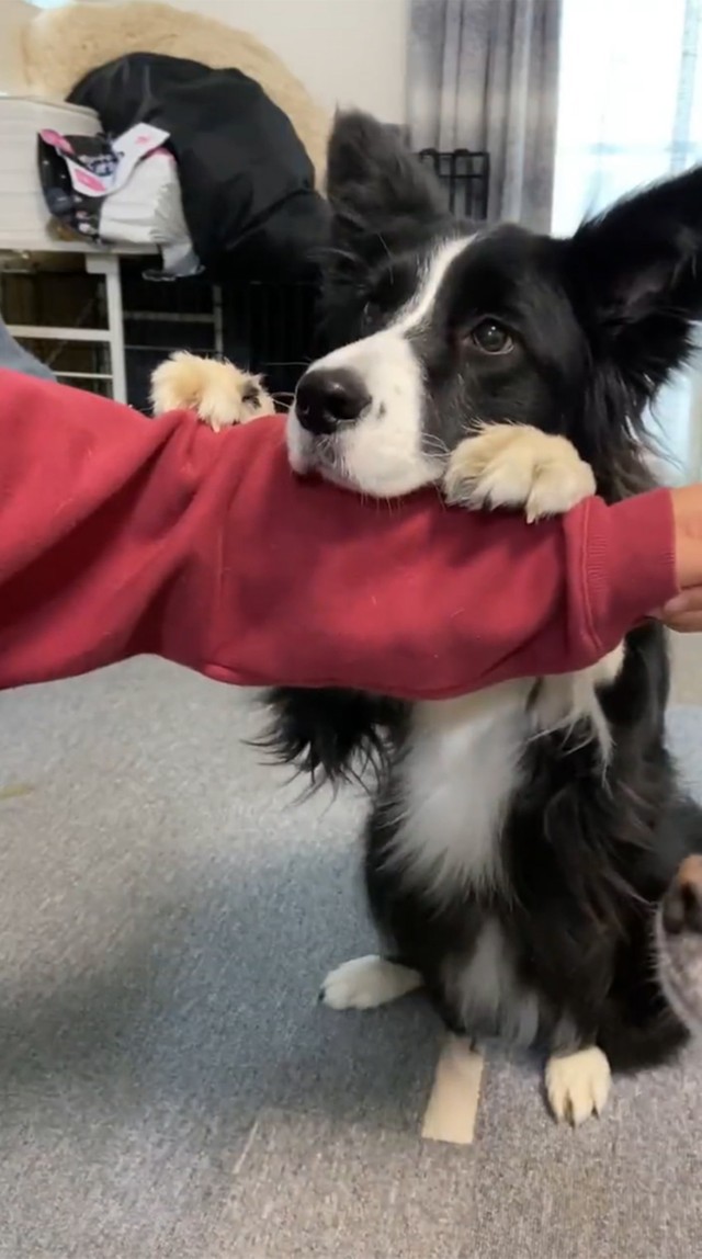 犬が腕の下からお顔をばぁ いないいないばあが可愛すぎるよ どうやって教えたの 飼い主に聞いた まいどなニュース 犬が腕の下からお顔をばぁ いないいないばあが可愛すぎるよ どうやって教えたの 飼い主に聞いた まいどなニュース