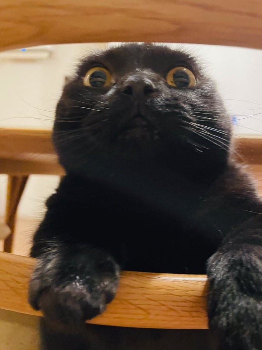 お正月なので変顔撮らせてくれた ベロンとして走り去る猫 この生き物は何 妖怪ぺろりんちょ まいどなニュース