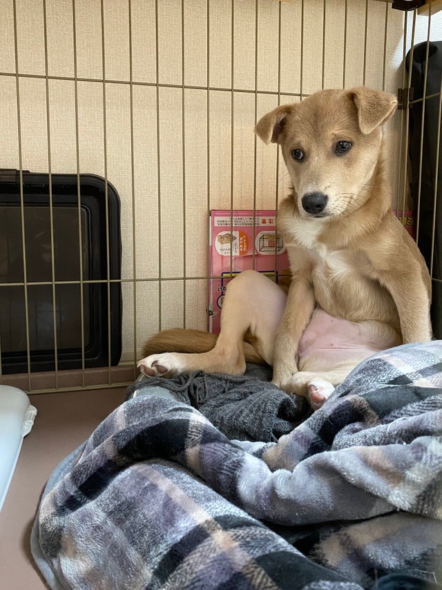 うちの犬は天才 オジサンみたいな座り方するけど 人間顔負けの姿に 中は人 チャックついてる まいどなニュース