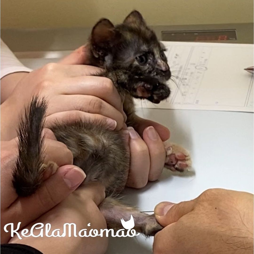 許せない 回収されなかったゴミ袋から4匹の子猫を発見 猫ボランティアが保護 まいどなニュース