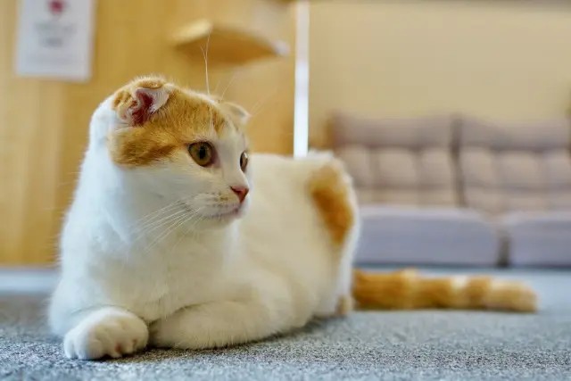 男性が好きな猫種ランキング アメリカンショートヘア を超えた1位は 足が短くちょこまか動く姿が可愛い 猫 まいどなニュース