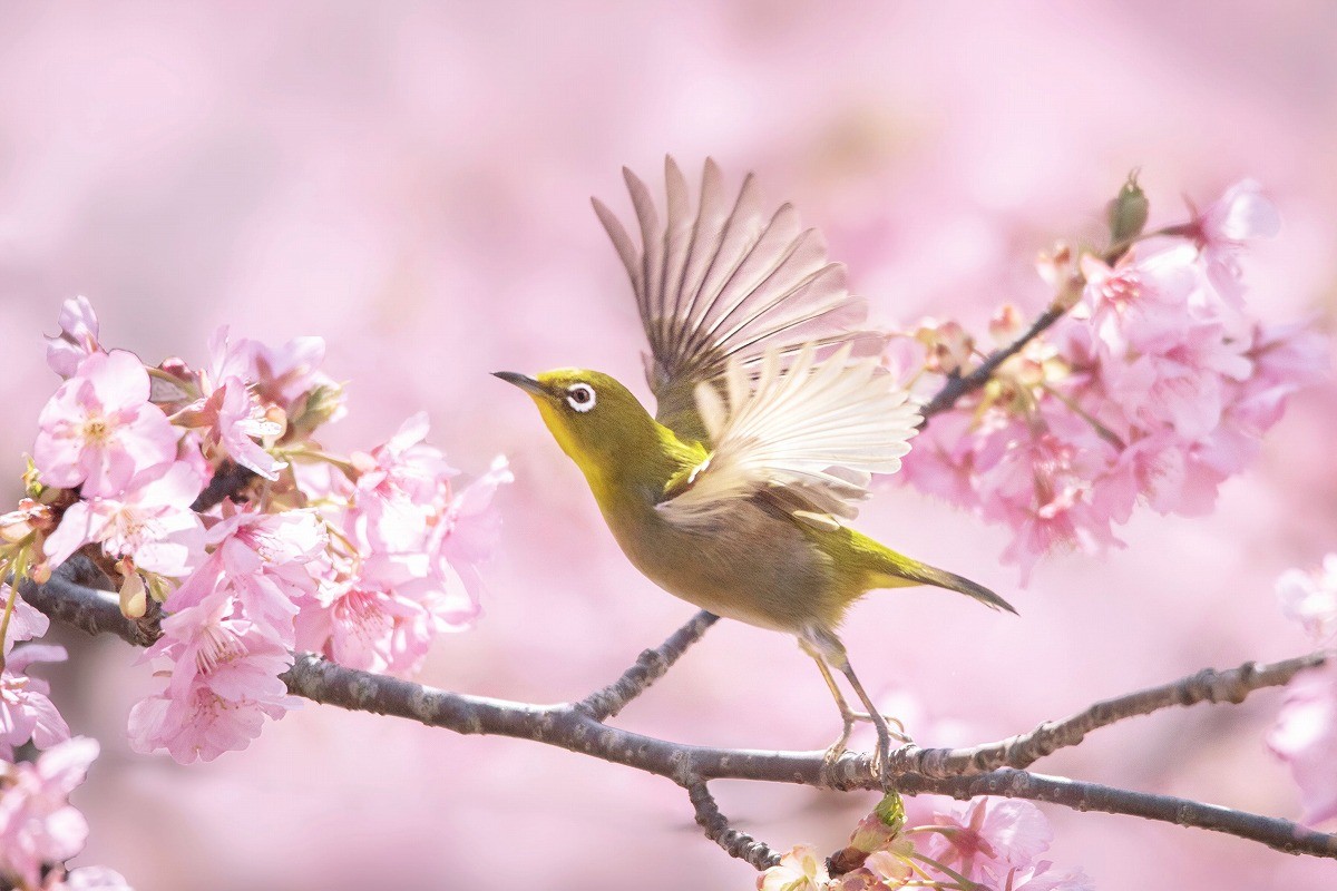 春よ来い 花咲く河津桜の木にやって来た愛らしいメジロの姿 幸せをありがとうございます まいどなニュース 春よ来い 花咲く河津桜の木にやって来た愛らしいメジロの姿 幸せをありがとうございます まいどなニュース