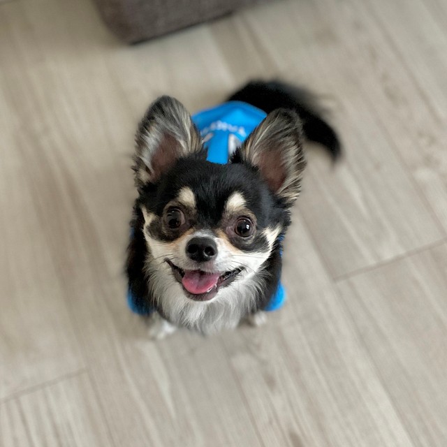 大きな笑顔！（画像提供／チワワのごまじろーさん）