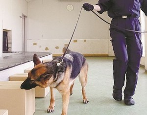 麻薬探知犬のハンドラー