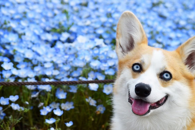 もふもふ謎の生物に 足が生えた 桃じゃないの いたずら大好きな青い目の犬さんに癒やされる人続出 まいどなニュース