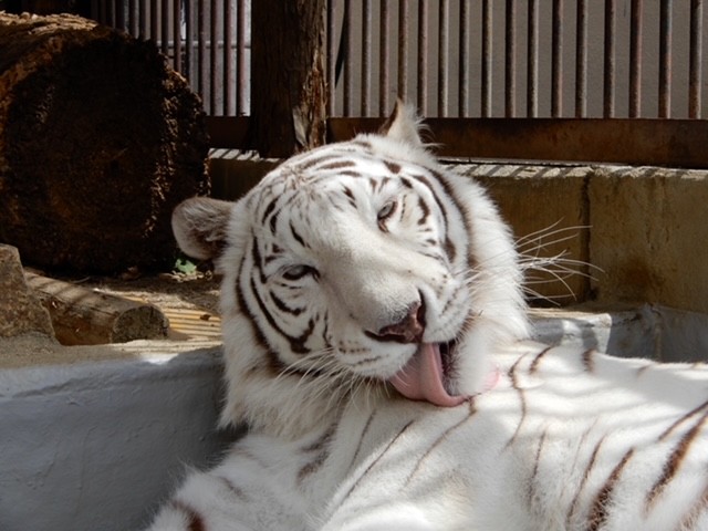 きれい好きなので、毛づくろいもしっかりと　提供：池田動物園 