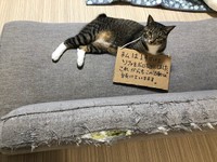 ぱぷ って どこから出た 猫くんの不思議な 声 にツイッターで大反響 癒しと笑いを誘う まいどなニュース