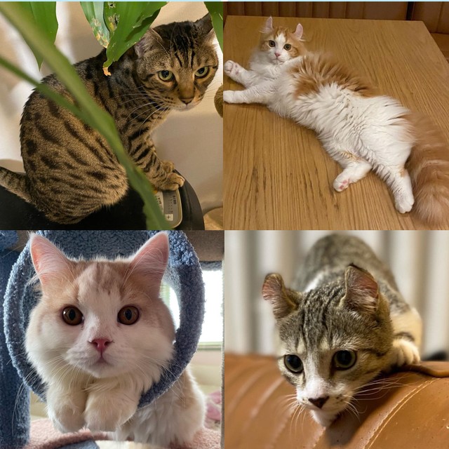 Misono 実際に迎えて 保護猫のイメージが変わった 炎上クイーン返上で動物たちのために活動スタート まいどなニュース