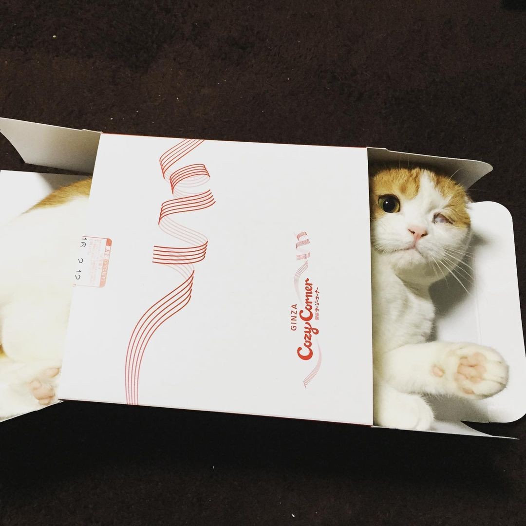 ブリーダー宅で生まれたスコフォ 猫風邪の後遺症で片眼になったが