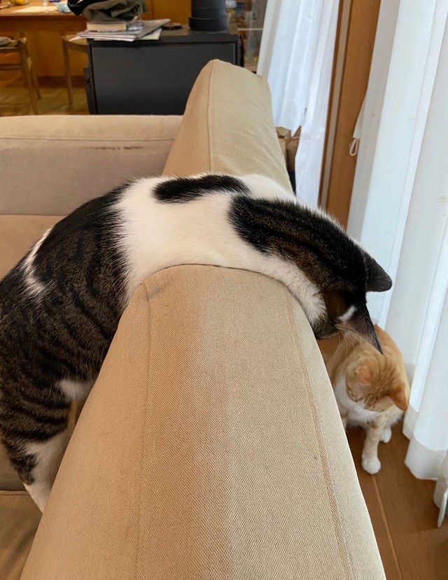 猫は液体 まだスライム状態 とろける猫さんが話題 ソファーや床で猫あるあるが見られる気候に まいどなニュース 猫は液体 まだスライム状態 とろける猫さんが話題 ソファーや床で猫あるあるが見られる気候に まいどなニュース