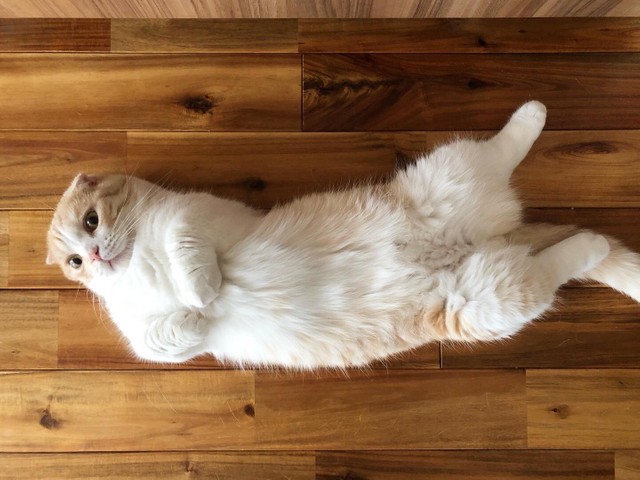 壊れたキャットタワーを外に出したら 知らない子猫がスヤスヤ え 捨てにくいやん の投稿に リアルねこあつめですね まいどなニュース