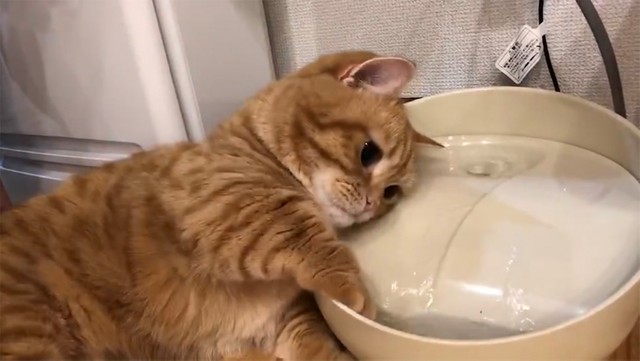 ぬれてるよー 給水器で洗顔する猫 国内外から大反響 So Cute 美の秘訣ですね まいどなニュース