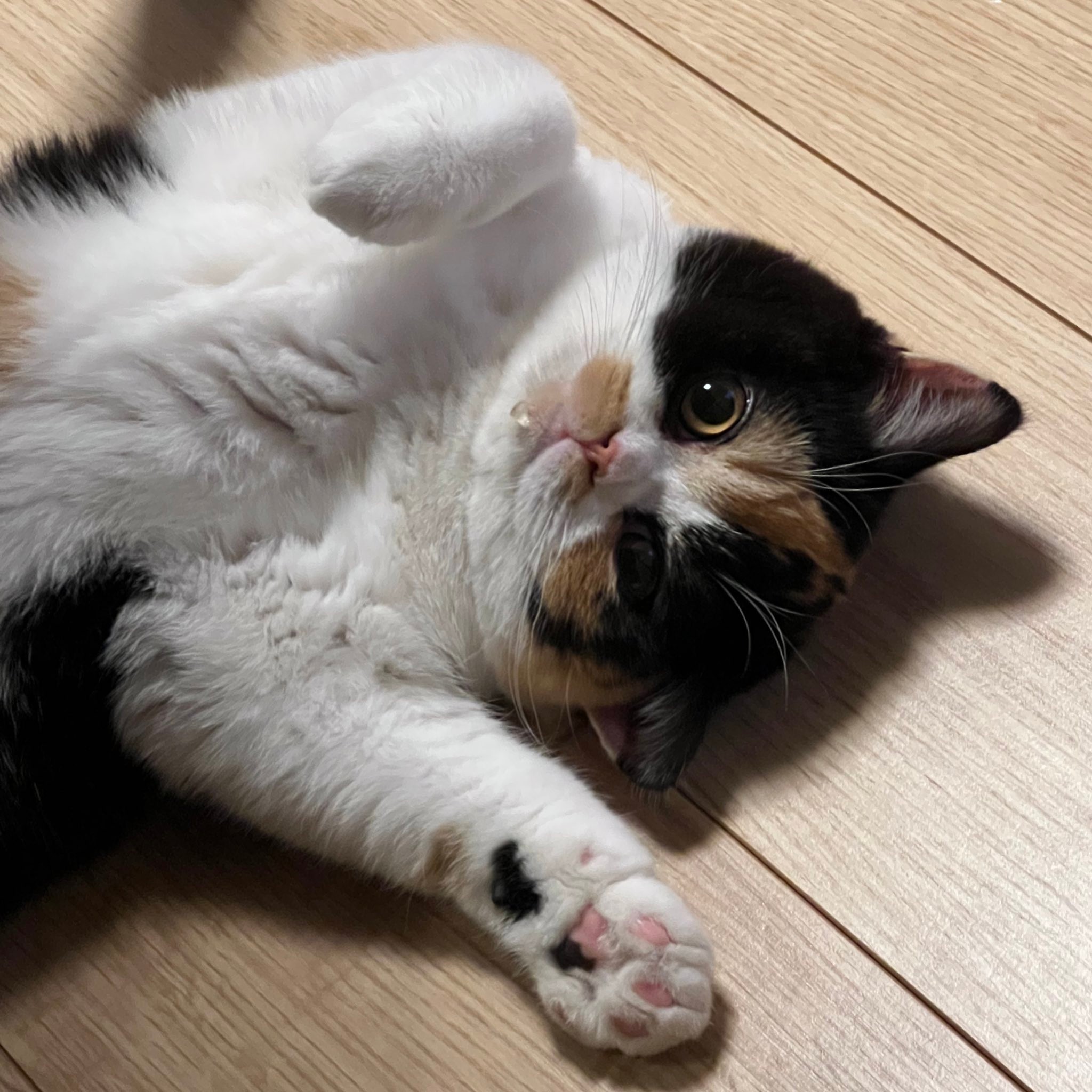 我が家の猫のジャンプ力 動画に爆笑 テーブル 窓際 見事な落下に 可愛さがジャンプ力を上回ってる まいどなニュース