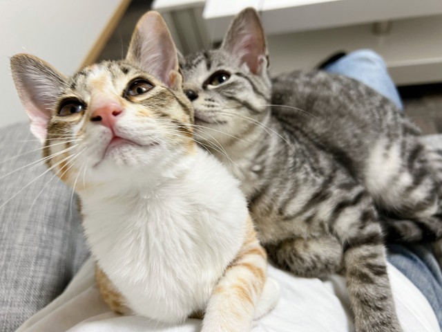 一緒に寝たかったのかな 猫用お布団 ベッドに置いたら入ってくれた 2匹一緒の可愛さにネット悶絶 まいどなニュース