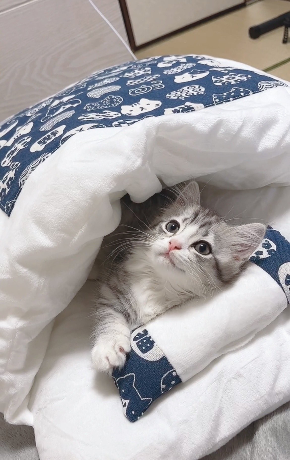 絶対 自分がかわいいって分かってるよね こっちみて 子猫の 確信目線 が話題 まいどなニュース 絶対 自分がかわいいって分かってるよね こっちみて 子猫の 確信目線 が話題 まいどなニュース