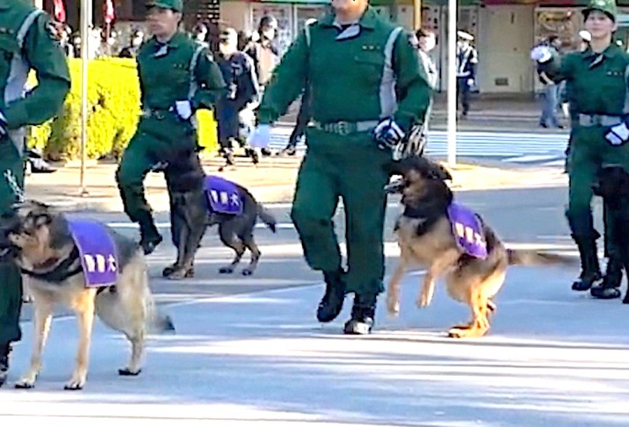 Dvwo480scgtflm Dvwo480scgtflm