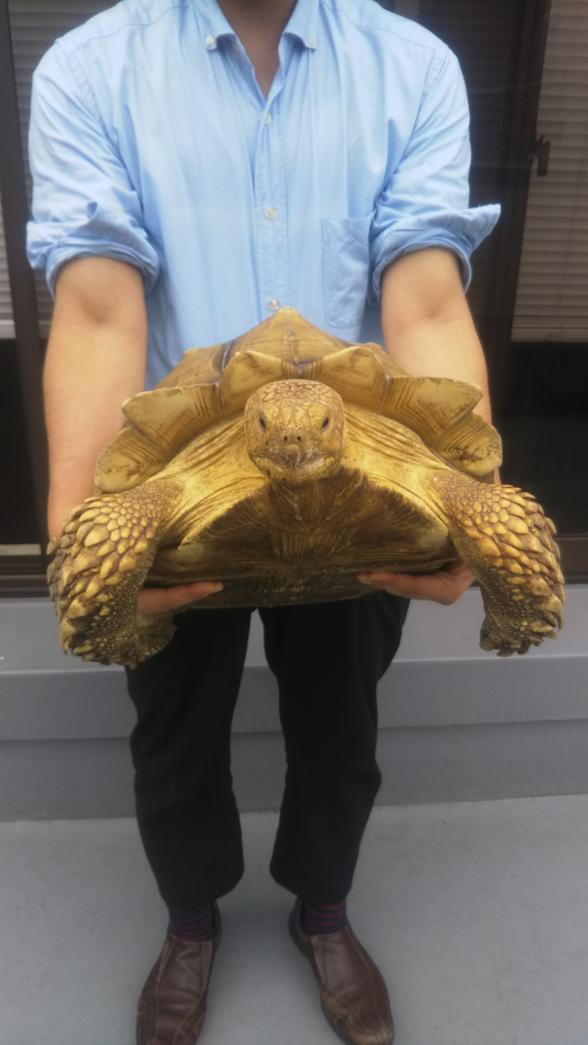 どうして 出版社が カメの飼育係 を募集 時給は1100円 高いか安いか 仕事の実態を聞いた まいどなニュース