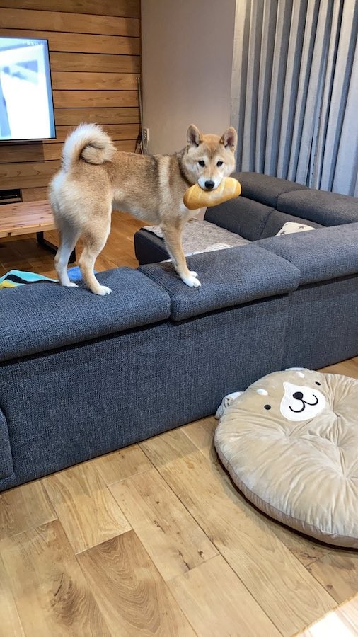 全力でお出迎えする犬の顔に爆笑 柴レゴ ８ビット リアルなマインクラフト でも可愛い まいどなニュース