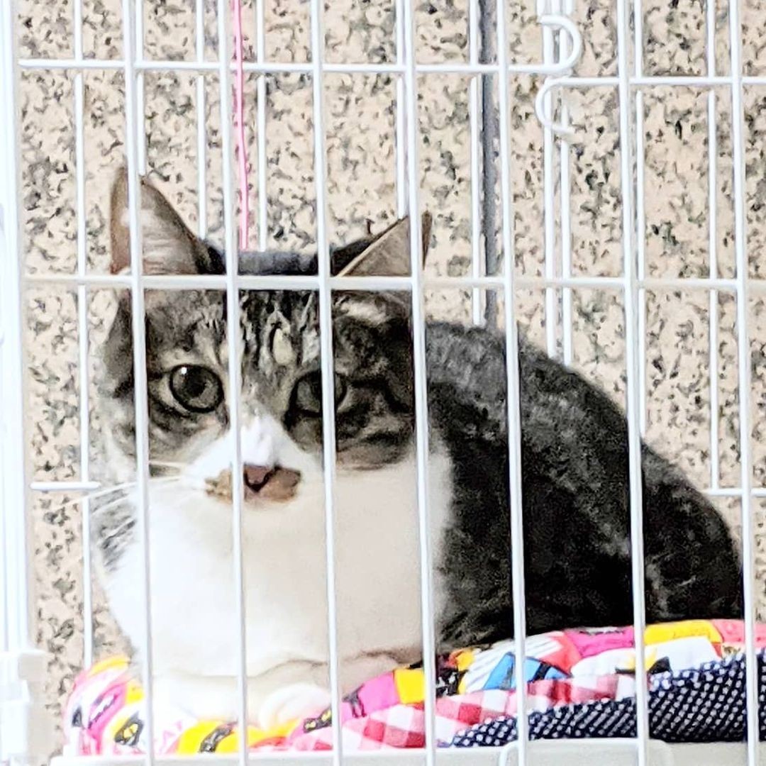 初めて飼うのに 触れない猫 でいいのですか それでも この子に感じた運命 対面するだけで不思議と涙が まいどなニュース 初めて飼うのに 触れない猫 でいいのですか それでも この子に感じた運命 対面するだけで不思議と涙が まいどなニュース