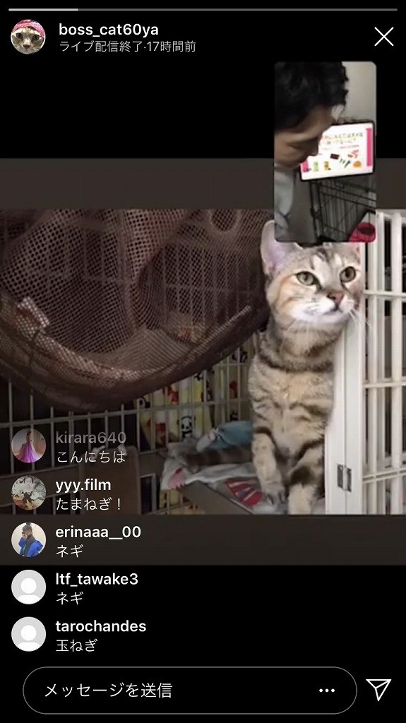 コロナ禍で里親が探せない 保護猫 保護犬のピンチをオンライン譲渡会が救う まいどなニュース