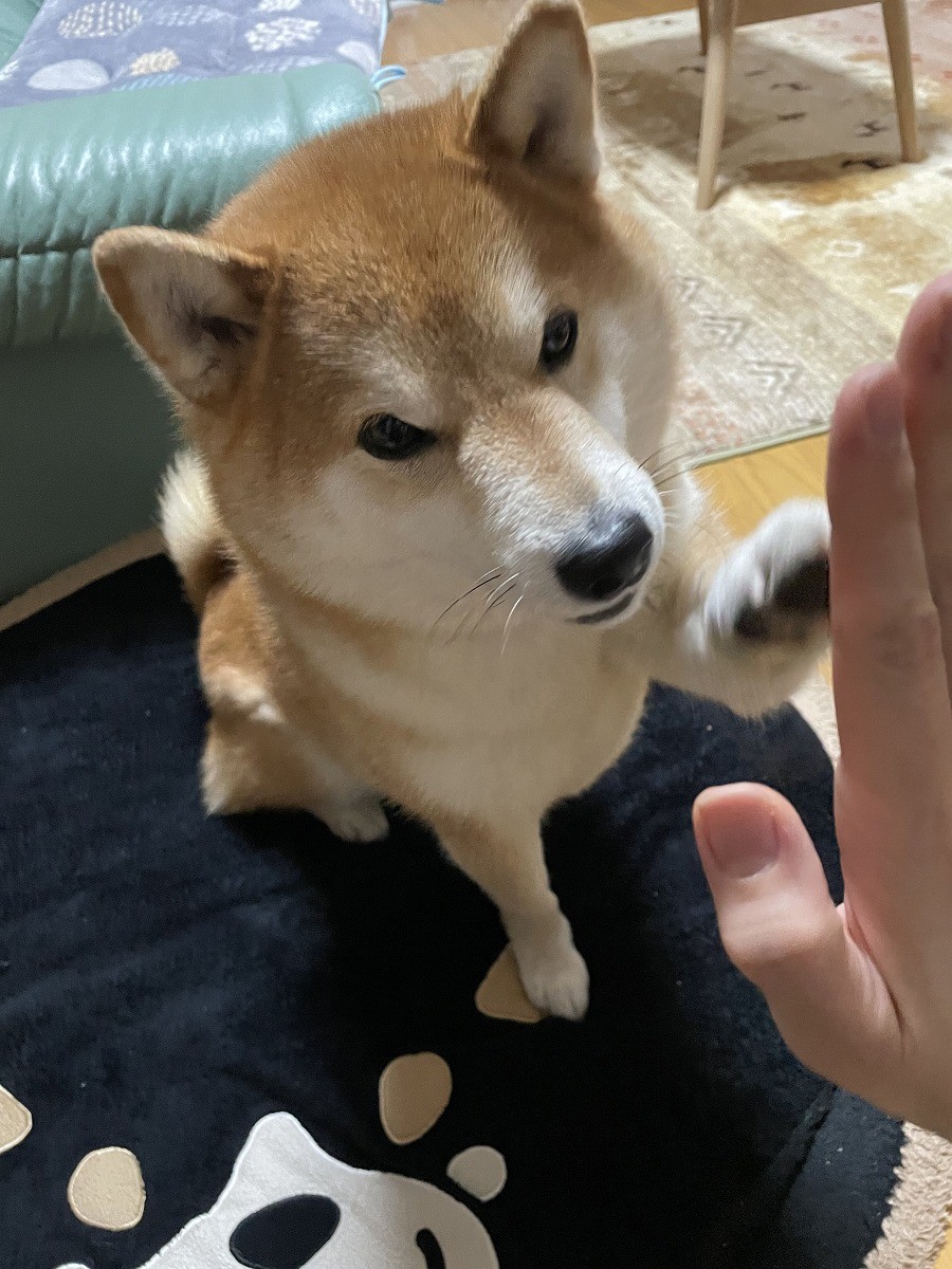 昼下がりの柴犬 飼い主さんに撫でてもらい眠る姿に癒される 犬として最高の幸せを味わってる まいどなニュース 昼下がりの柴犬 飼い主さんに撫でてもらい眠る姿に癒される 犬として最高の幸せを味わってる まいどなニュース