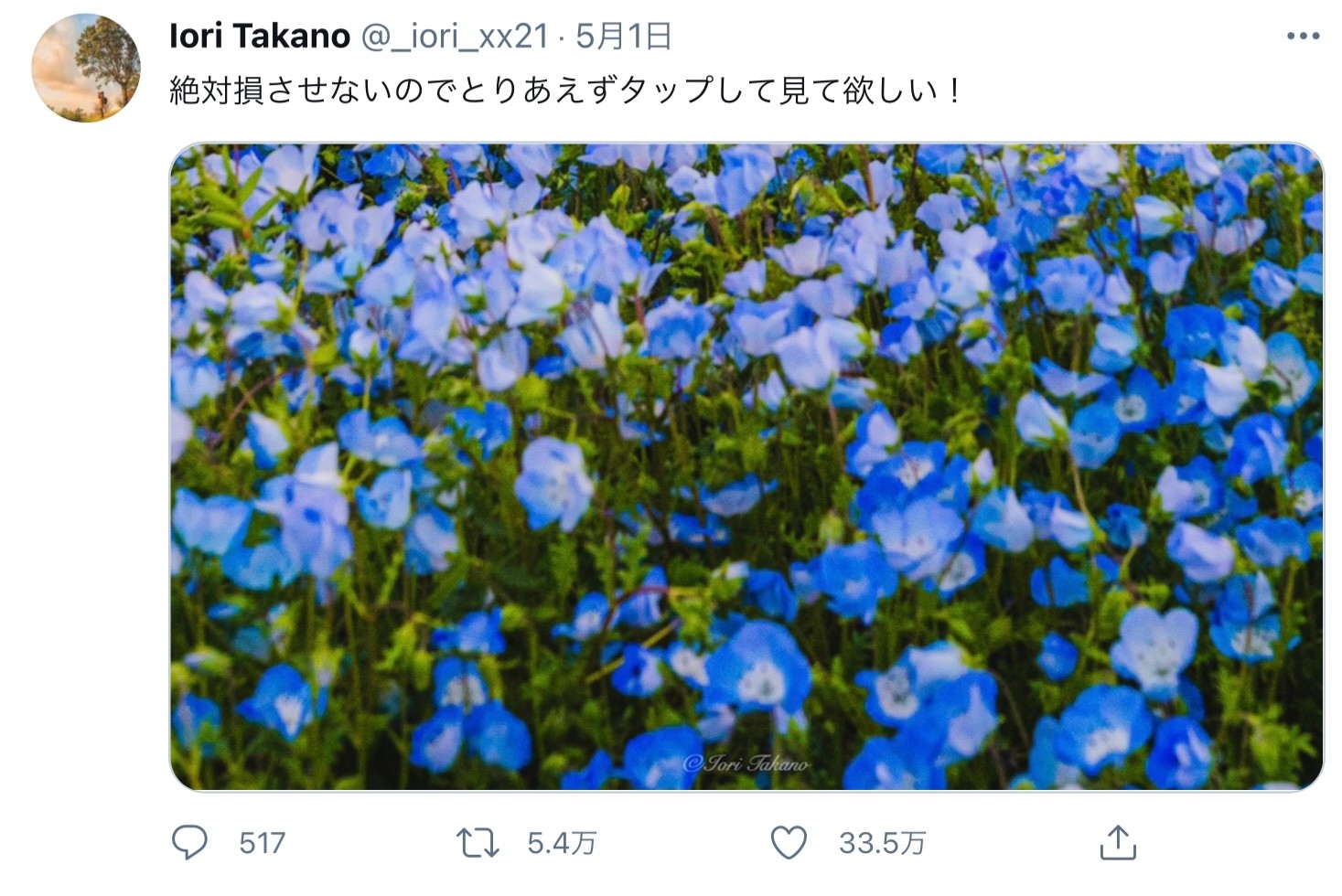 お花畑と思いきや別世界が出現 うわぁぁぁぁぁ綺麗 天国みたい 投稿写真に33万人が絶賛 まいどなニュース