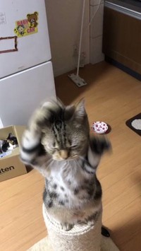 コストコのピザがデカすぎて驚きを隠せない 猫のお目々がまん丸に これ1人で食うんか まいどなニュース