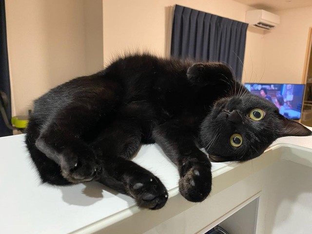 子猫を飼わないか と送られてきた運命の黒猫の写真 先住猫が寂しいだろうと2匹目を検討中 まいどなニュース