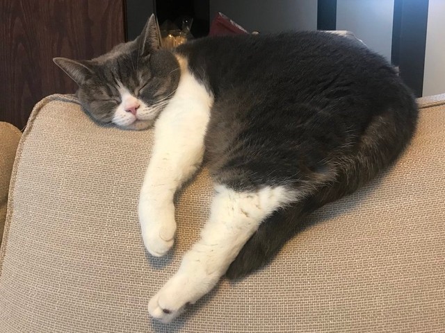 テレビに映る人気バンド マンウィズに驚きフリーズする猫に万人以上が爆笑 メンバー本人も 猫チャンガ と反応 まいどなニュース