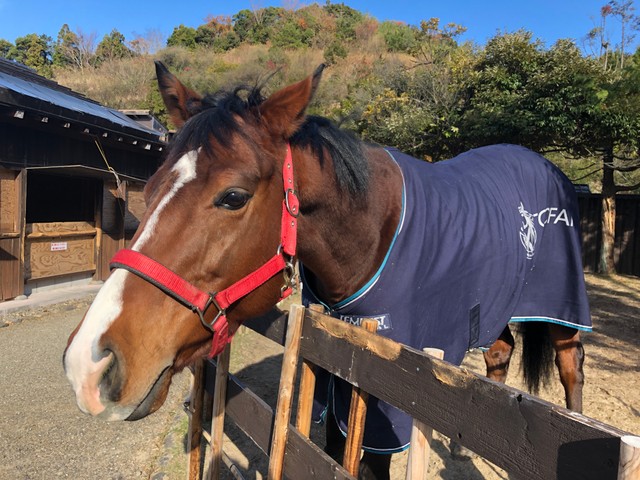 戦国武将気分を味わわせてくれるのは 実は競馬の 引退馬 テーマパークが馬たちのセカンドキャリアにひと役 まいどなニュース