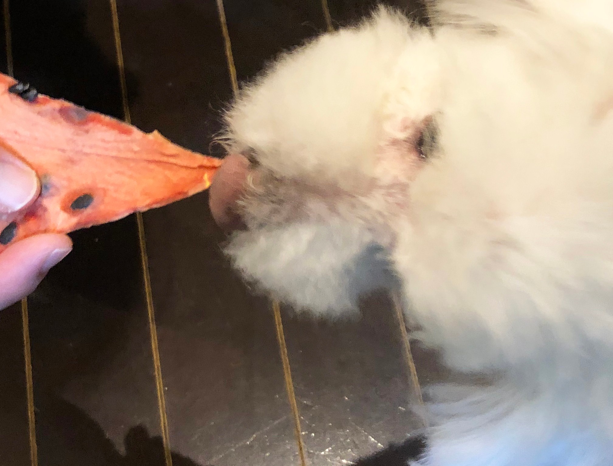 飼い主と愛犬が一緒に食べられる完全無添加のおやつを取り寄せたら 人も犬も納得の味だった まいどなニュース