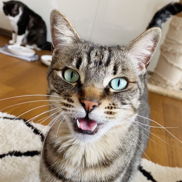 ねこさん On Twitter 八王子の 猫ちゃん多頭飼い崩壊のおうちなのですが 猫の数に誤りがありました 13匹ではなく 23匹いるそうです 成猫21匹 子猫2匹だそうです お助けください お願いします