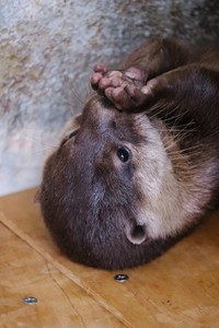 水族館の記事一覧 まいどなニュース