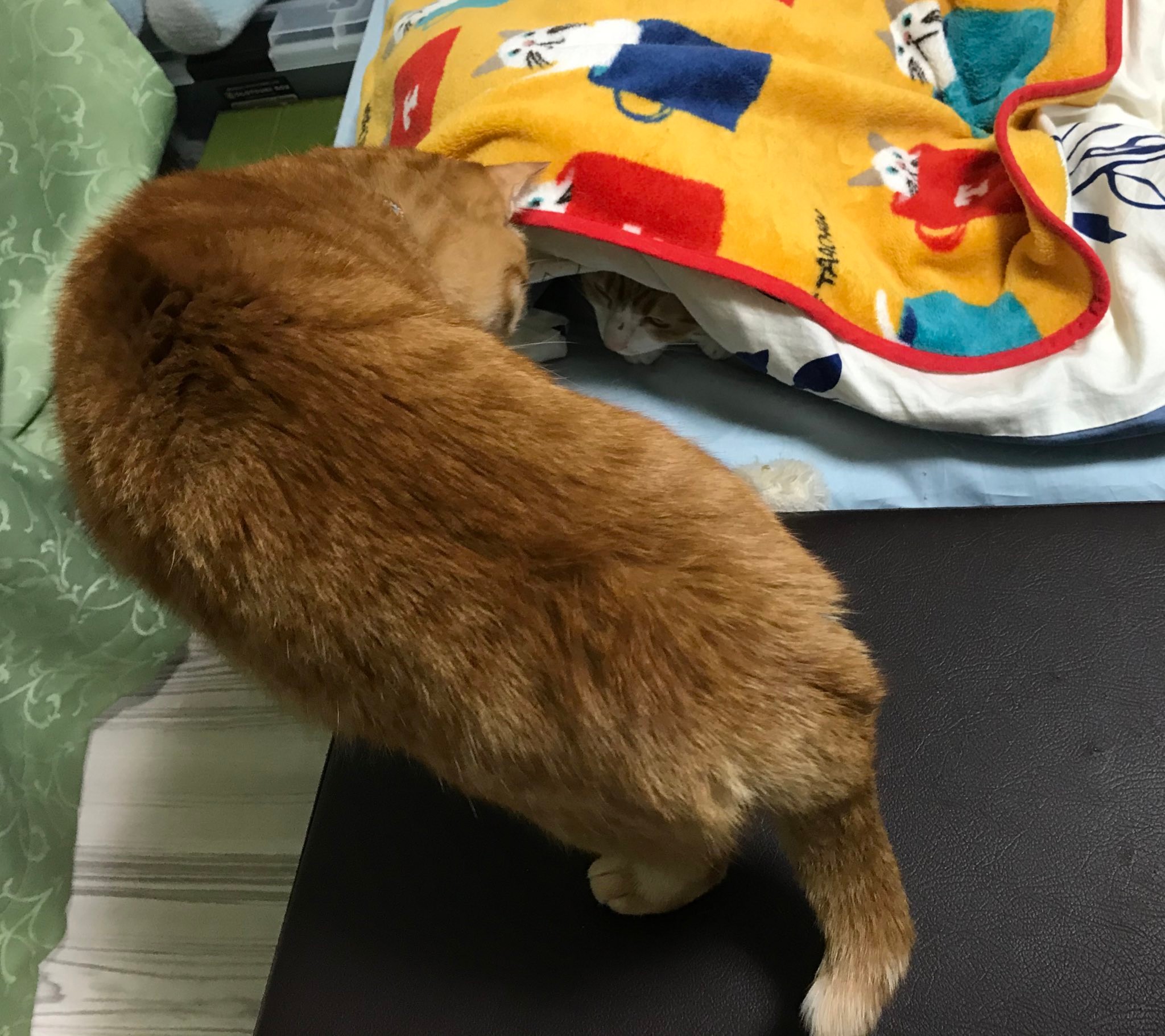 目指せ 世界ニャンピオン パンチをかます猫ちゃんが本格的すぎると話題 構えからまるでボクサー まいどなニュース