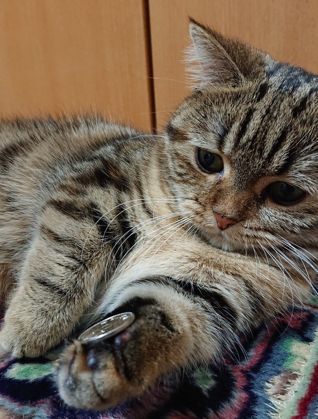 コインを転がして遊ぶあずきちゃん。こちらは500円玉（提供写真）