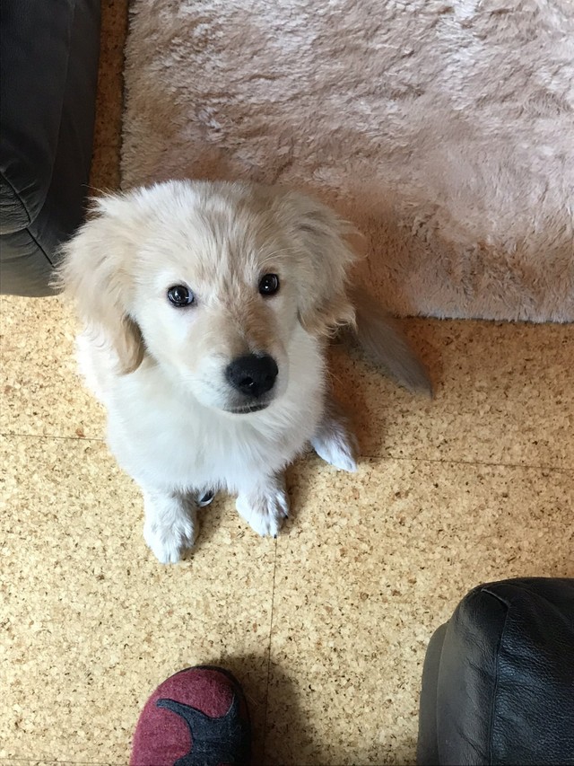 ブリーダーから 卒業 してわずか3カ月 肺がんで死んだ繁殖引退犬 死に直面した里親の思いを聞いた まいどなニュース