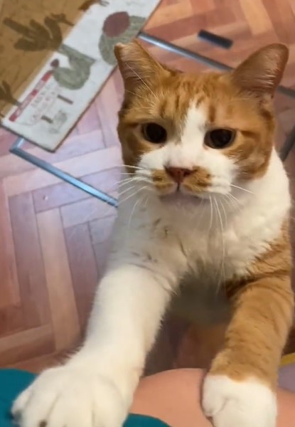 かまいたち濱家さん似の猫が話題 目を細める表情がそっくり 濱家さん猫顔やったんやね 実はグルーミング中でした まいどなニュース