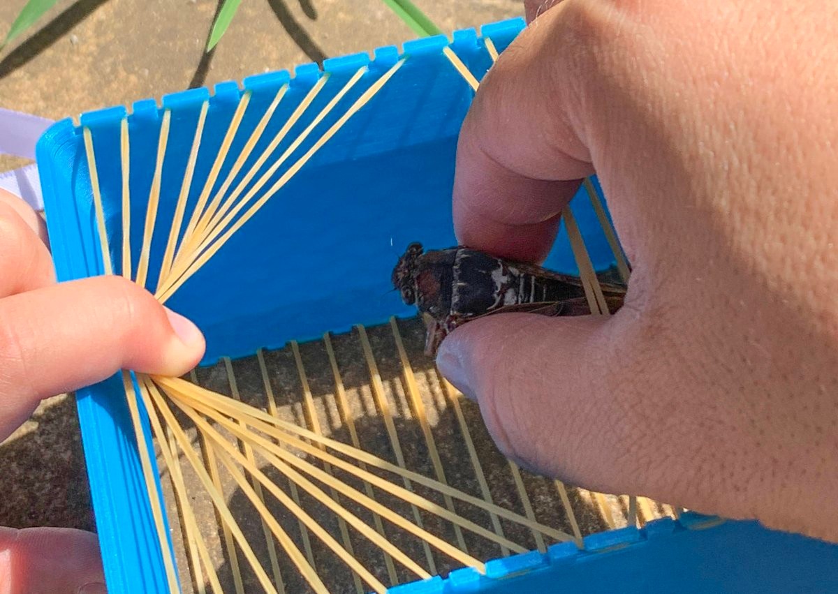 虫かごがなければ 輪ゴムで作っちゃえ お父さんが作った虫かごが 天才 これは便利 と話題 まいどなニュース