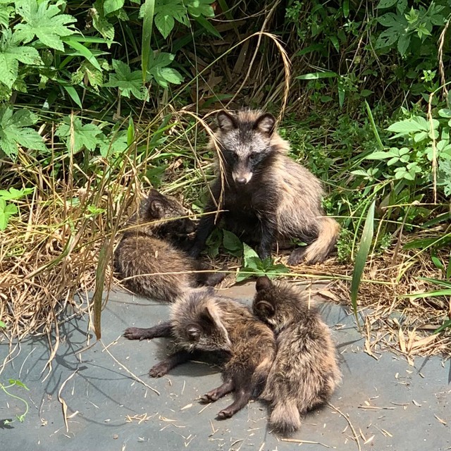 家の裏でタヌキがめちゃくつろいでるんだが タヌキの家族団欒をあたたかく見守る なんと東京の多摩地区で まいどなニュース