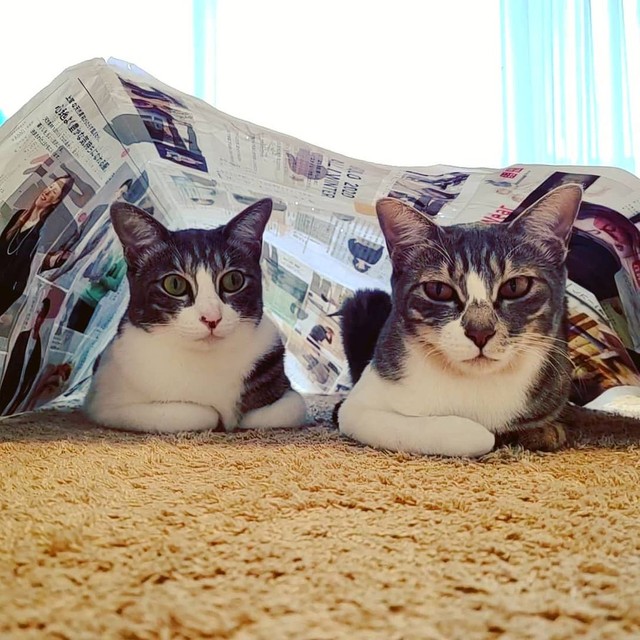 「だあれ、まだ見ていないチラシを破ったの？」と言われて目を逸らす、松ちゃん（左）と梅たん（右）