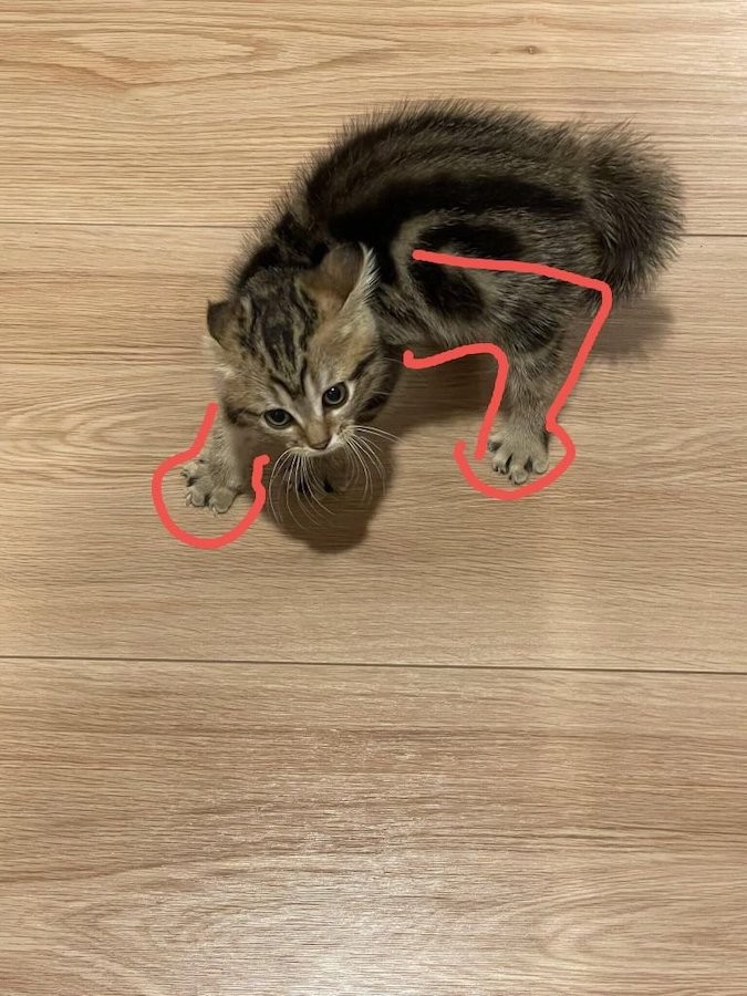 だ 誰にゃーっ 子猫が飼い主を全力威嚇 なぜ 小さい虎みたい 飼い主のビフォーアフターが見たい 24万人が爆笑 まいどなニュース だ 誰にゃーっ 子猫が飼い主を全力威嚇 なぜ 小さい虎みたい 飼い主のビフォーアフターが見たい 24万人が爆笑 まいどなニュース