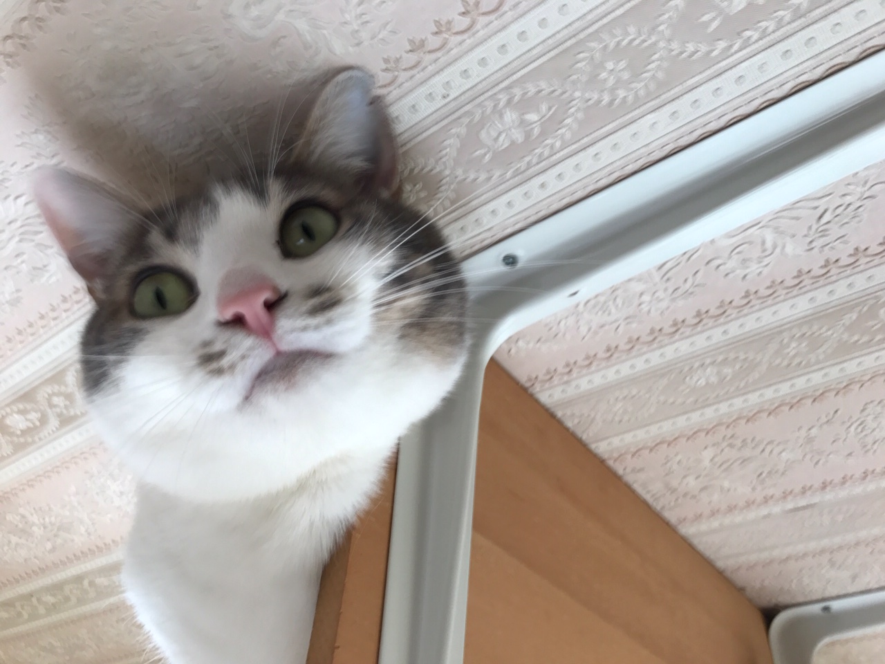 保護した子猫はじゃじゃ馬 本当は甘えん坊なのに 猫パンチ 噛みつき まいどなニュース