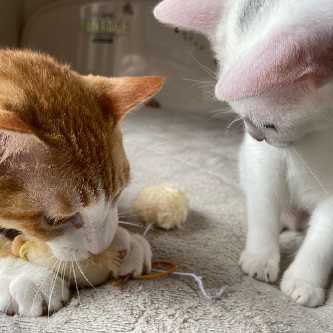 不安が的中 娘がもらってきた子猫は 突然びょーんと飛びついてくる やんちゃ猫 だった まいどなニュース