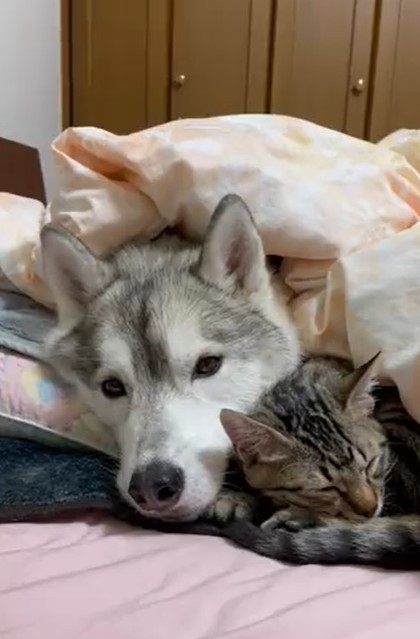 お布団の中で寄り添う子猫と犬にほっこり ぬくぬくにゃー 一緒に添い寝したい まいどなニュース