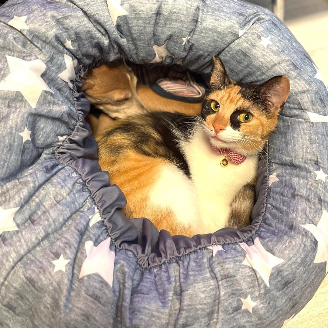 譲渡会で人気のなかった三毛猫 里親先では人も犬もメロメロにするツンデレなお嬢様猫に まいどなニュース